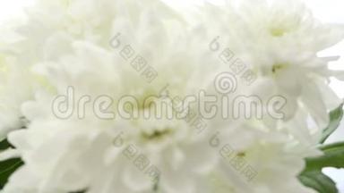 白色背景上美丽的花束白色菊花。 视频模糊，失去焦点..